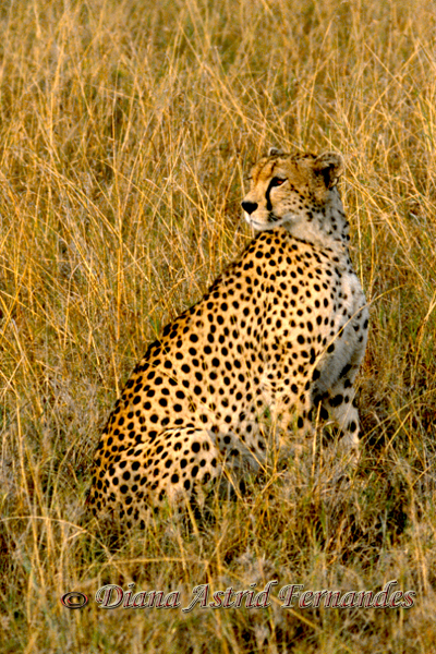 Lone-Cheetah,-Masai-Mara-Kenya